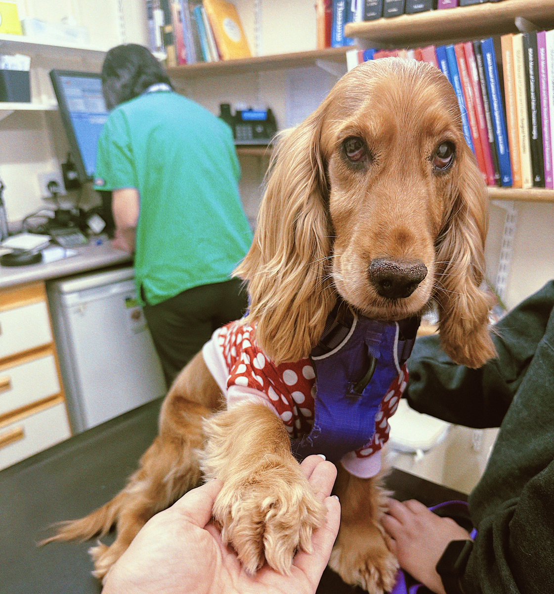 Sweet girl Sandy was surrendered to our rescue with very little information on her, with no vaccs or spay and in need of some serious dental work 😢 can you help us support her medical care? 🙏 paypal.me/girlwithdogss