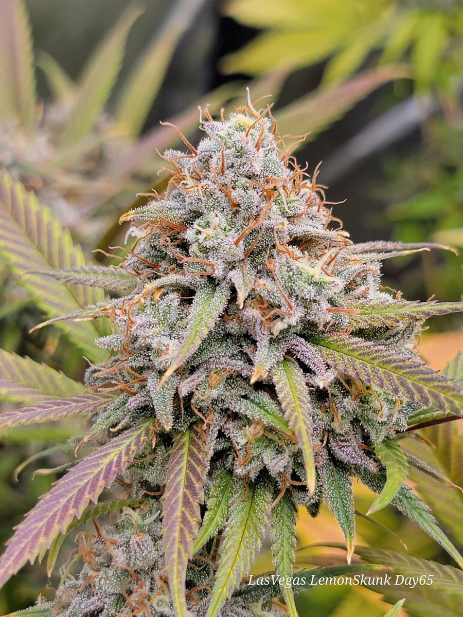 RyleyVaux's tweet photo. LasVegas Lemon Skunk  amazing terpene profile .

#cannabisgrower #cannafam #ethosmultipass #organic #gaiagreen #growyourown https://t.co/D3uXXmOTD7