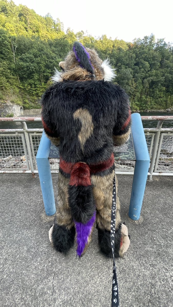 KodaWolfy's tweet photo. Look at Koda’s broad shoulders!! 🐺 https://t.co/rtCQCAAd5E