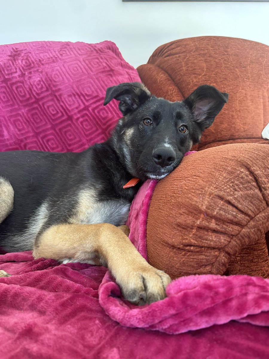 Our sweet girl we rescued back in September🙏 we found her on the motor way eating her sibling that had been hit and killed by a car 😭 
oh how she’s grown 🥹🙏