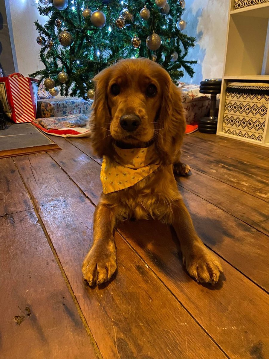 Life saving surgery needed for our Poppy!!!!! Please help 😭😭😭🙏 gofund.me/a816dfc3