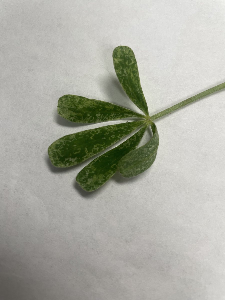 txplantclinic's tweet photo. #WhatWednesday 03/29/2023  Photos of spider mite damage sent by #txextension CEA Stacie V. asking for confirmation and seeking potential solutions. Goto our IG for the whole story: https://t.co/4NdCMb3Prq . @txplantdr #spidermite #bluebonnet #insectproblem #planthealth #extP… https://t.co/1d6dC5oeus