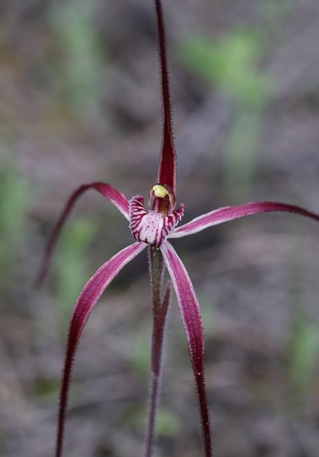 shutuphamishh's tweet photo. @redbeanporri Spider orchids from the bush back home https://t.co/dCFZkIduDt