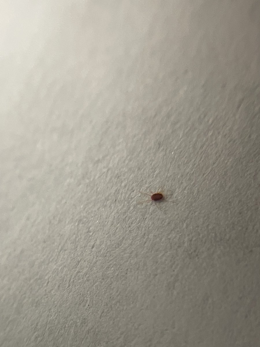 txplantclinic's tweet photo. #WhatWednesday 03/29/2023  Photos of spider mite damage sent by #txextension CEA Stacie V. asking for confirmation and seeking potential solutions. Goto our IG for the whole story: https://t.co/4NdCMb3Prq . @txplantdr #spidermite #bluebonnet #insectproblem #planthealth #extP… https://t.co/1d6dC5oeus