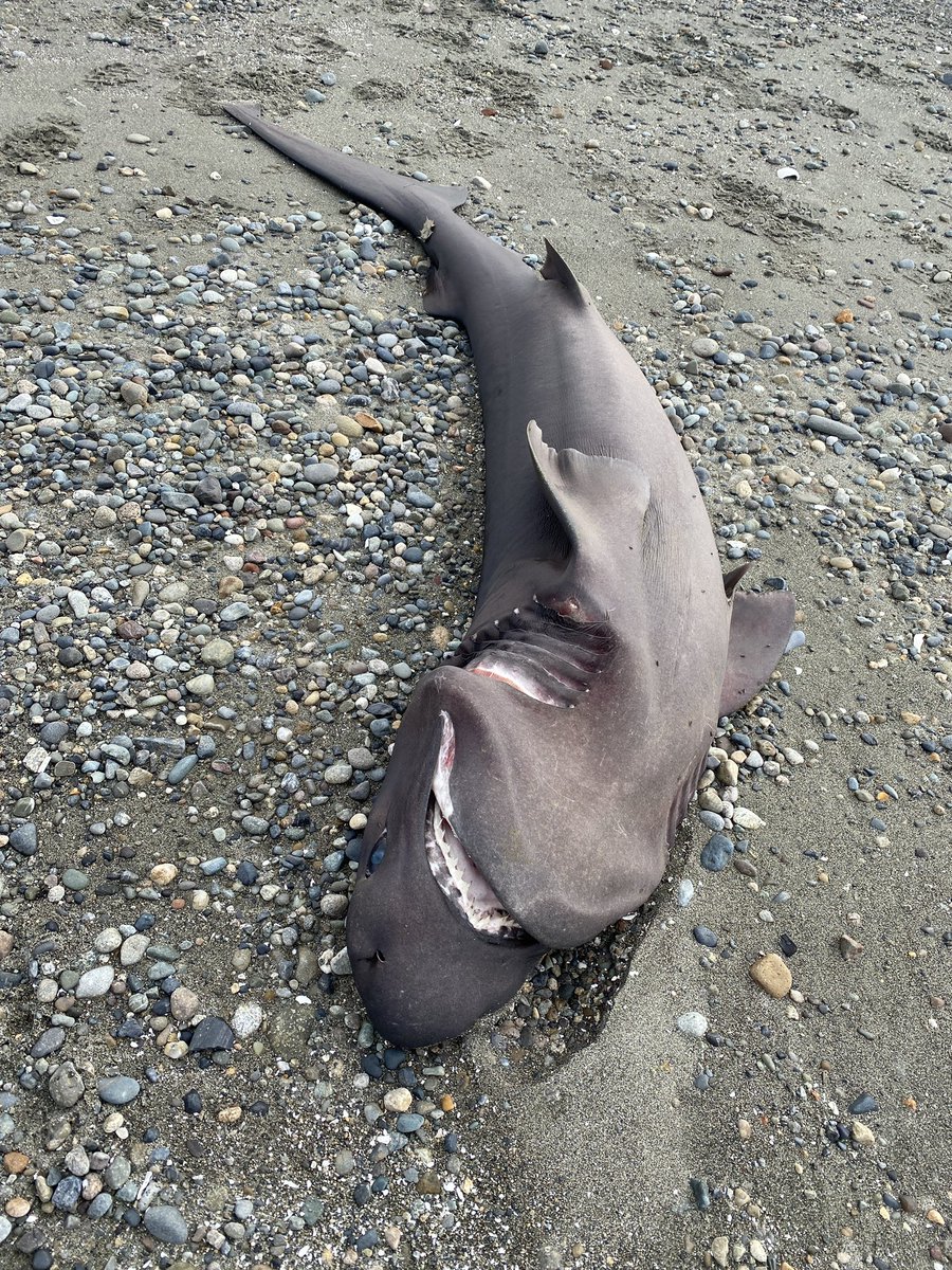 Michael Crowe 🏔️ tweet media