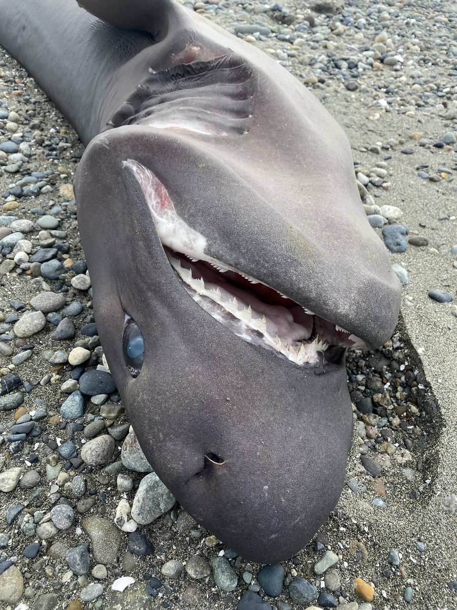 Michael Crowe 🏔️ tweet media