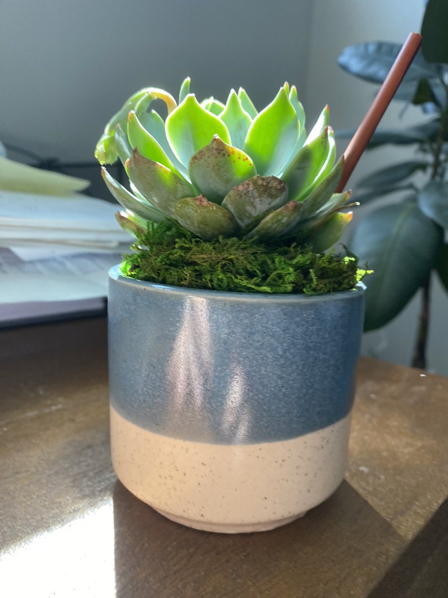 DakidPost's tweet photo. Look at this cute little guy my company sent me as a get well and happy to have you back. The note sent me too🥲🥲 #feelingwanted https://t.co/341OoMO3Ac