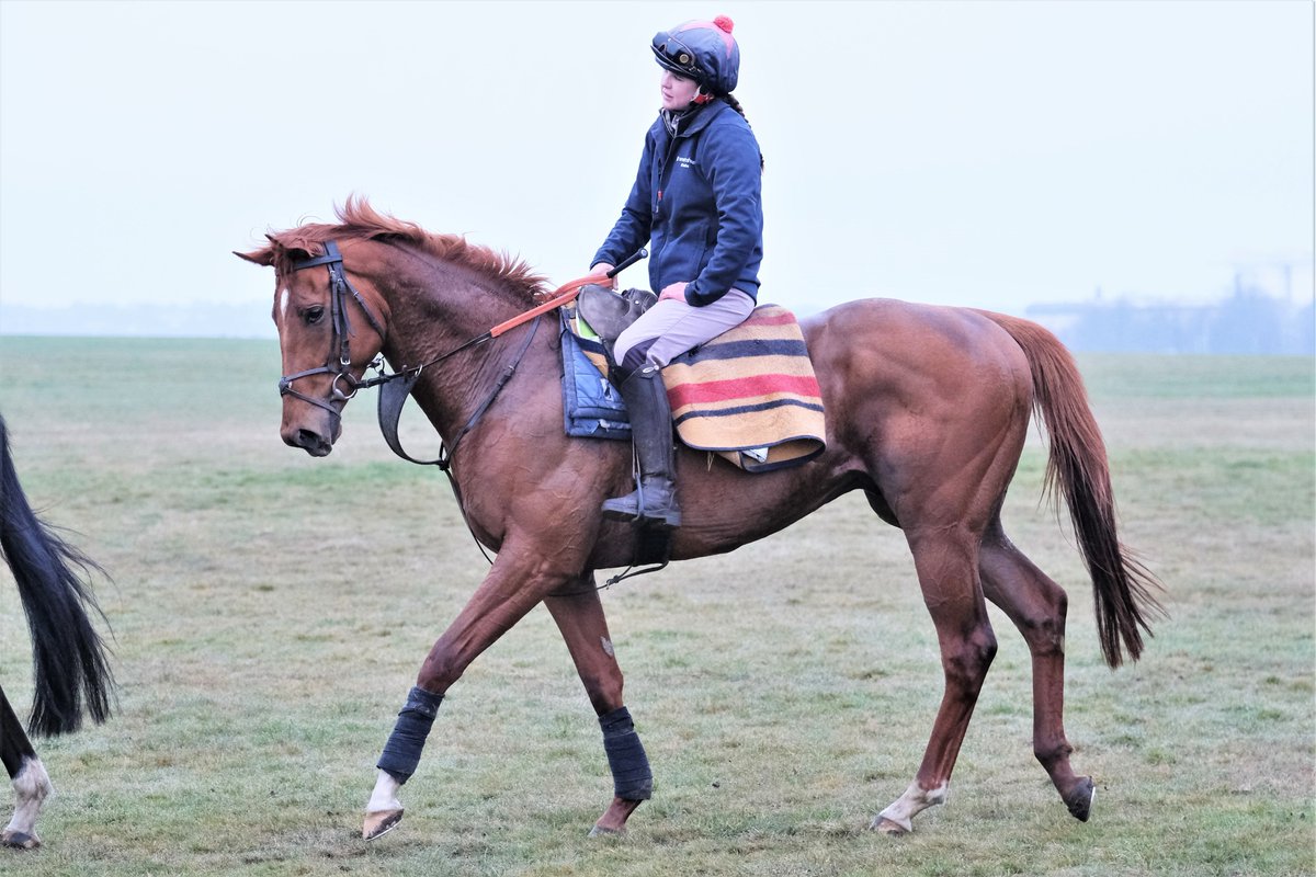 SimcockRacing's tweet photo. RESTRICT 🌟WINS🌟(3yo c Collected USA - Short Squeeze USA) the 7f Handicap @kemptonparkrace under @Hayleyturner123 for SAEED BIN MOHAMMED AL QASSIMI @sbmalqassimi & @SimcockRacing #AlBasti #AlBastiEquiworldDubai https://t.co/qLsOfPlKYf