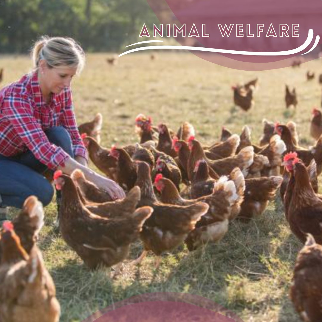 Whether you eat animal products or not, the way in which animals are raised, fed, &amp; treated during their lifespan is critical. We're ensuring that any animal product on a menu is both nutritious &amp; humane by  exceeding #USDA &amp; Agricultural standards for #animalwelfare. #GFPP