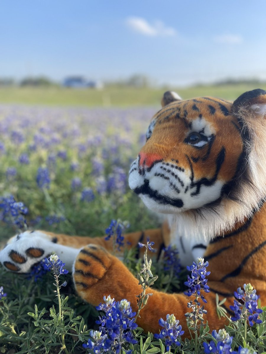 PCofAustin's tweet photo. Springtime in Austin means it’s time for bluebonnet photo shoots….
#tigersinaustin #princetontigers #bluebonnetseason #springinaustin https://t.co/L0svE9DrfI