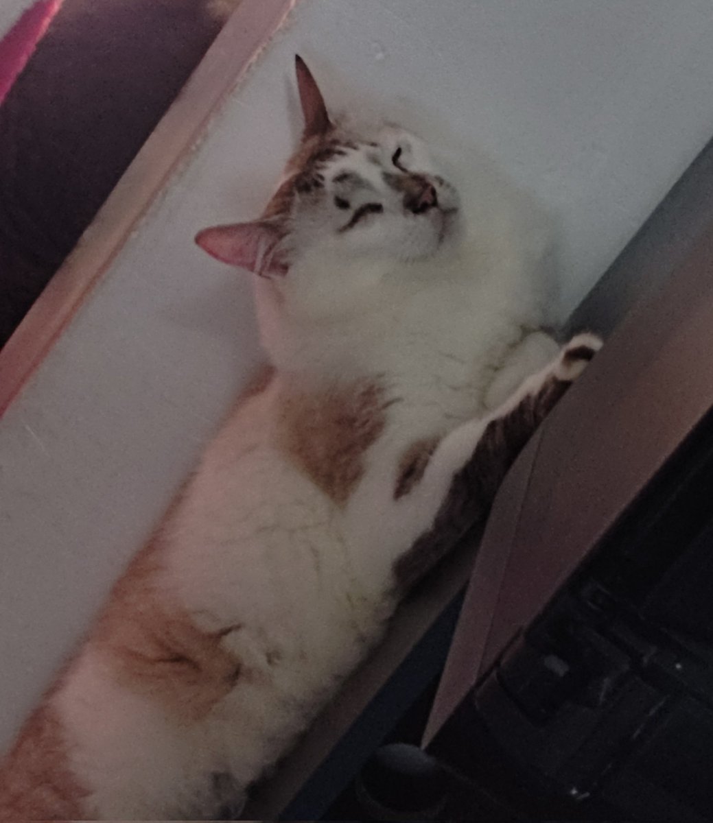 trizbeamesquita's tweet photo. CLASSIFIQUE O SEU PET

• raça: indefinido 
• nome: Foguete Inácio 
• beleza: 10/10
• inteligência: 7/10
• raiva: 0/7
• já mordeu alguém: visitas (mordida de amor)
• gosta de passear: si
• apelido: foguetinho, pilantra
• funfact: sempre ta arrumando encrenca, não tem ré. https://t.co/a3bo4TxzjL
