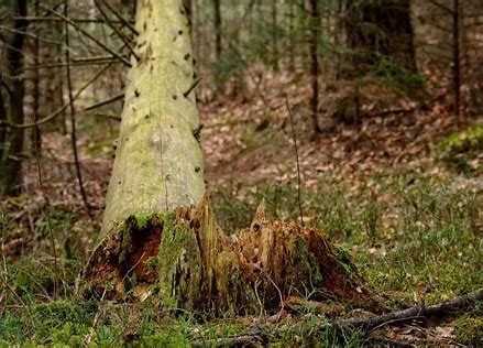 Forest Products Laboratory tweet media