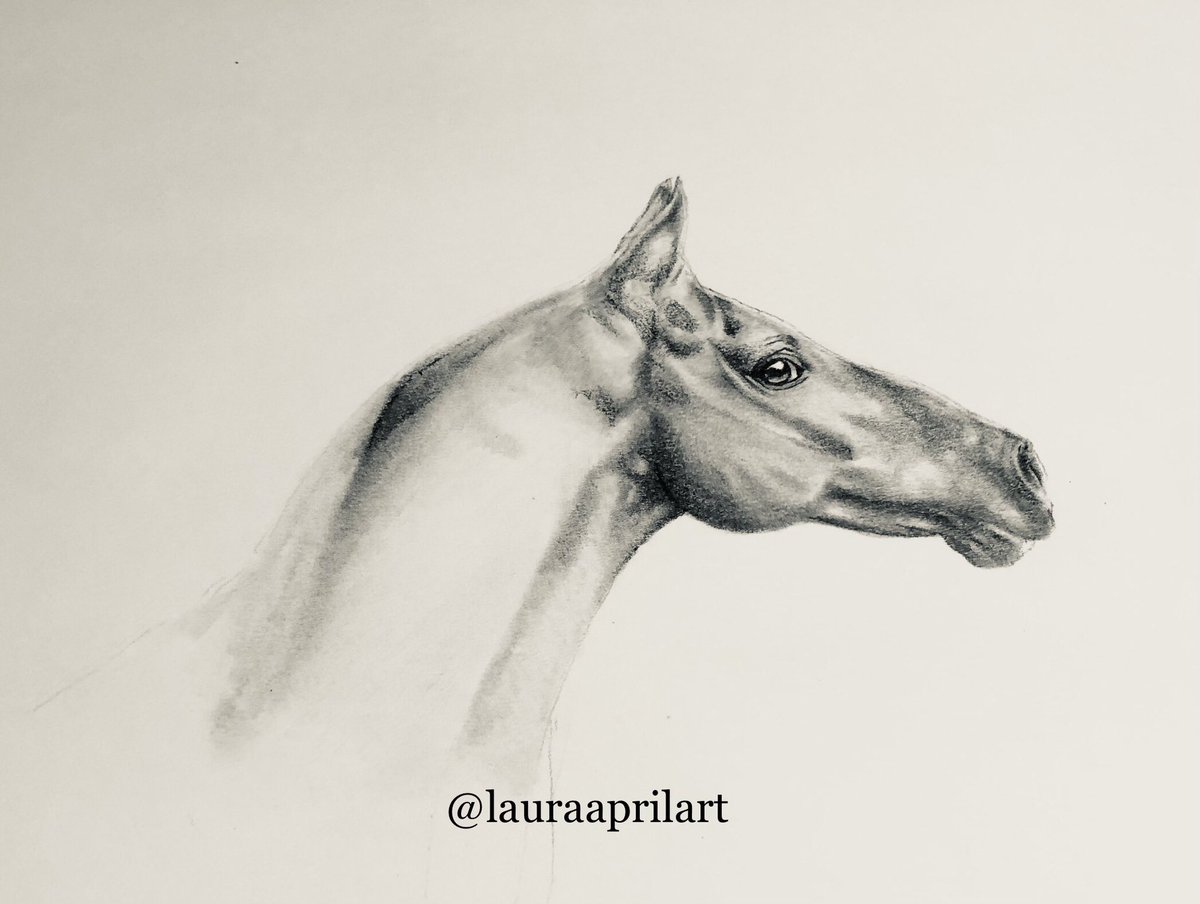 LauraAprilArt's tweet photo. Another shot of this pencil sketch in progress, many soft blended layers going into this.
#equineart #wildlifeartist #petportraitartist #horsedrawing #horsesketch #animalcreatives https://t.co/wnQXK49TLp