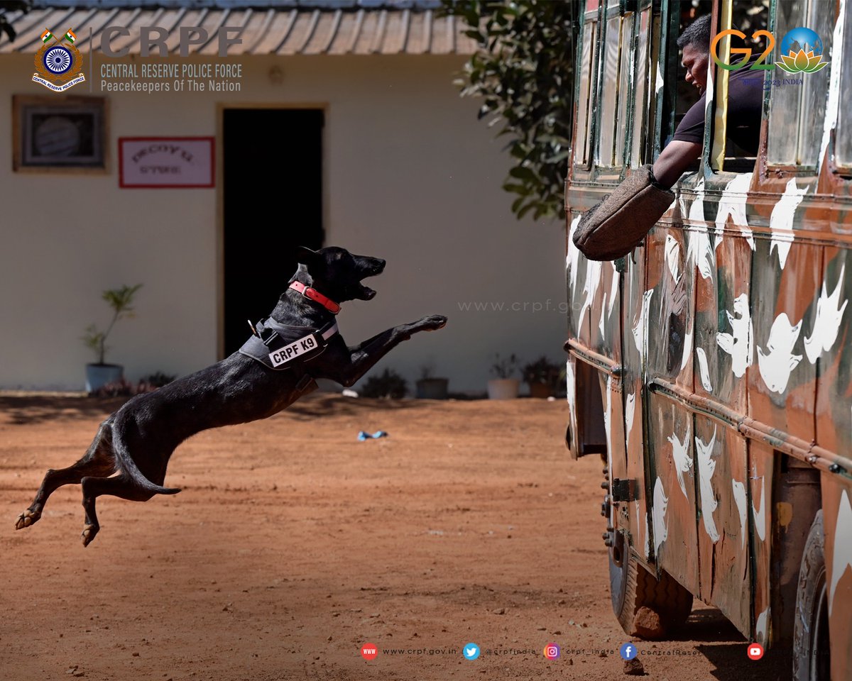 AskAnshul's tweet photo. Since their deployment across the country, the dogs of CRPF have averted major terror attacks &amp; Naxal incidents by recovering around 5,000 kg of explosives and saving many lives.

Salute to the canine soldiers of India. https://t.co/zbgEhZ1rjd