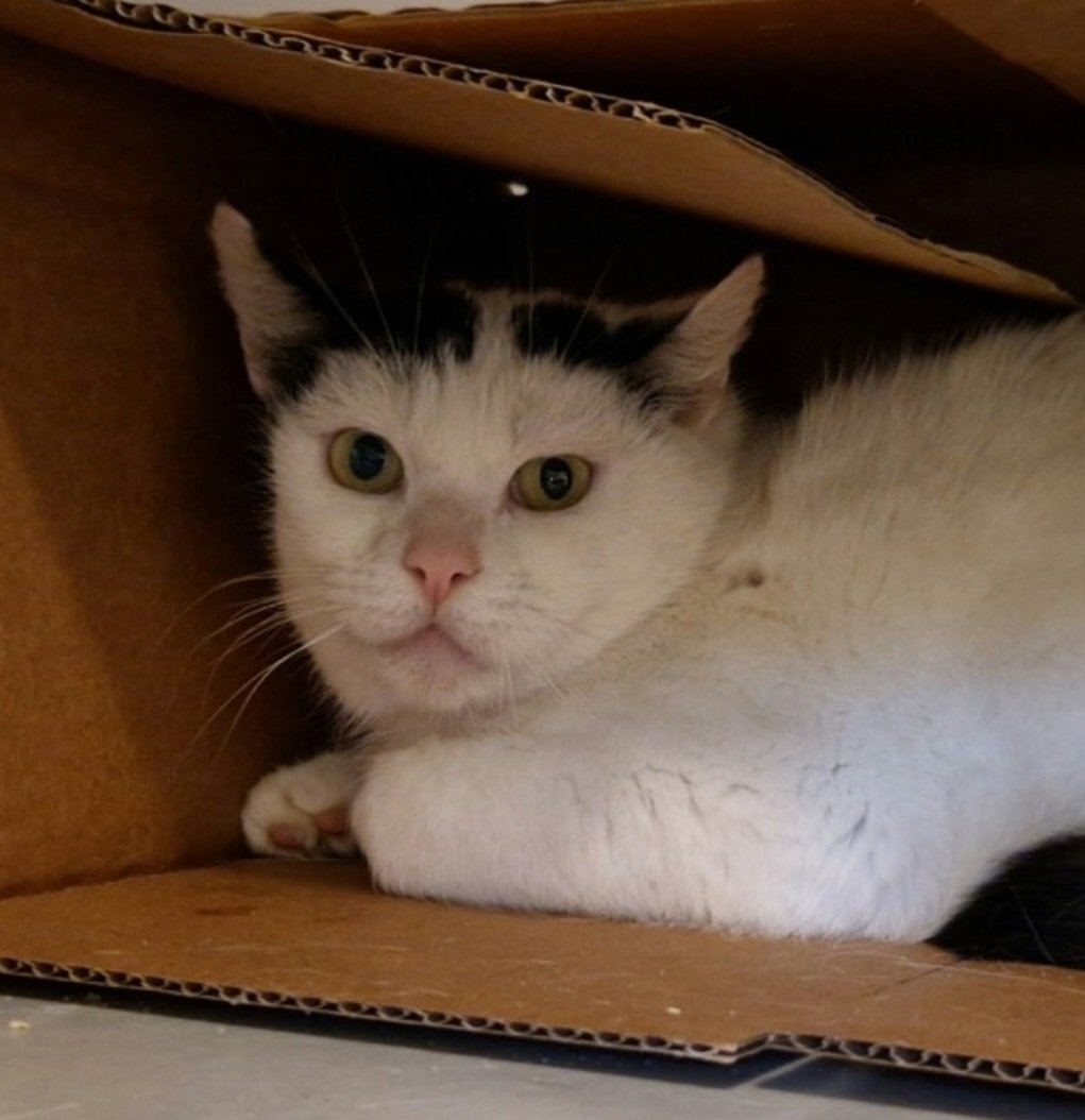 Kat zoekt boer 👩‍🌾👨‍🌾🐈

Ze verschuilen zich in het dierenasiel graag in een kartonnen doos.
Twee schuwe katten die gewend zijn om "buiten" te leven. Op het erf hadden ze de ruimte. Maar de opstallen zijn verkocht nu de bewoner niet meer leeft. 

Meer:..
dierenasielzwolle.nl/kat-zoekt-boer/