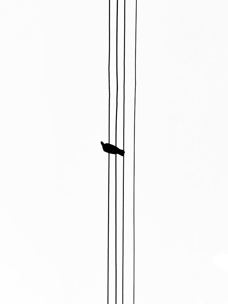 MPz_SHUTTER's tweet image. The #MNML Pigeon watching you 👀

#MinimalistMarch #snapdragoninsiders @Snapdragon 
#ShotOnSnapdragon