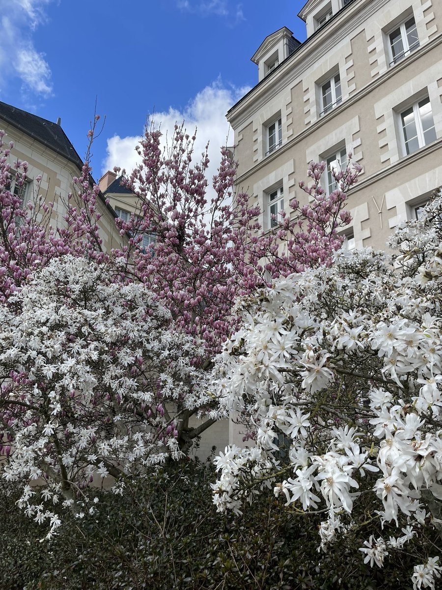 @LOKKILUCK C’est parti pour les #battleflowers de printemps ! Place Saint-Eloi à #Angers.