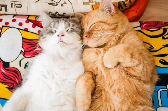Cats in love 😍
#love #cat #lover #cats #catlovers #catsofinstagram #kitten #catstagram #cutecats #catlife #catoftheday #cat_features
#meowstagram #catsofworld #ilovecats #catphotography
