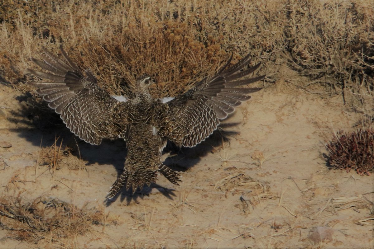 FriendsofInyo's tweet photo. @FriendsofInyo , @SierraClubROLG , @CenterForBioDiv & @wildadvocate are appealing a lower court's decision to allow drilling hear #HotCreek, which would endanger the #OwensTuiChub & #BiStateSageGrouse. Media release at https://t.co/wn8QmsqcIP .
(Sage grouse photo-Martin Powell) https://t.co/8N10hZw8Y8
