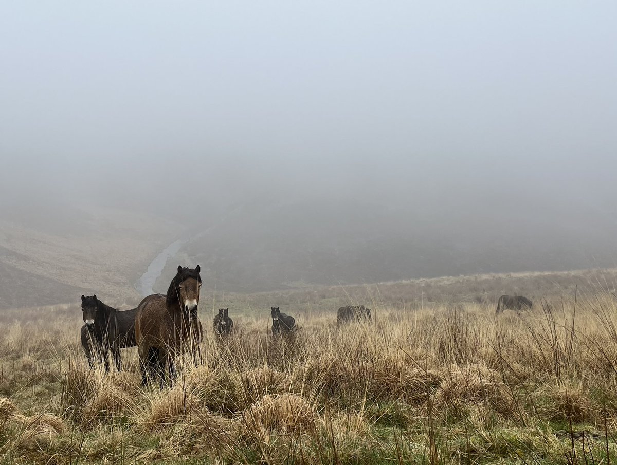 exmoormare's tweet photo. Checking #exmoorponies happens whatever the weather, hill fog just made it harder today! @ExmoorNP Monday was a delight, walked a marathon and caught up with the majority on #Dunkery - all doing well 🥰 @EPS_exmoorpony @ExmoorSociety @Exmoorponyfest https://t.co/cf2Ba5Uxa6