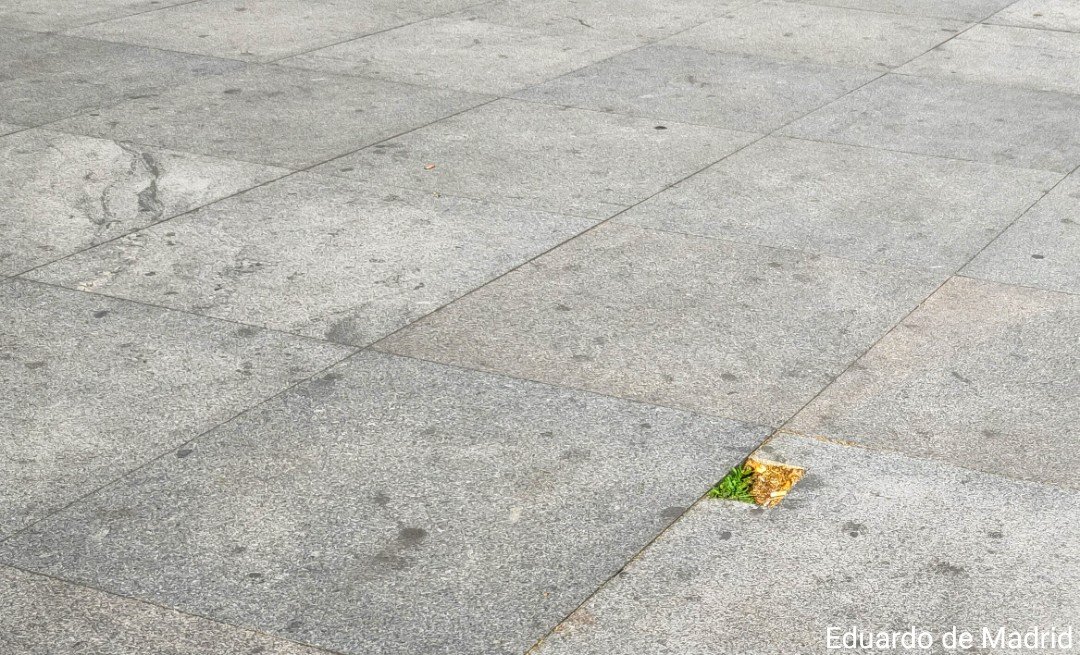 demadrideduardo's tweet photo. Por fin, una zona verde en el solarium de Atocha https://t.co/3jqaV6VzzV