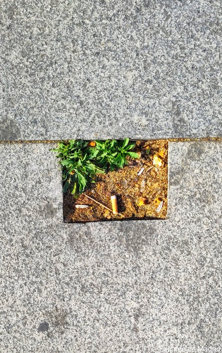 demadrideduardo's tweet photo. Por fin, una zona verde en el solarium de Atocha https://t.co/3jqaV6VzzV