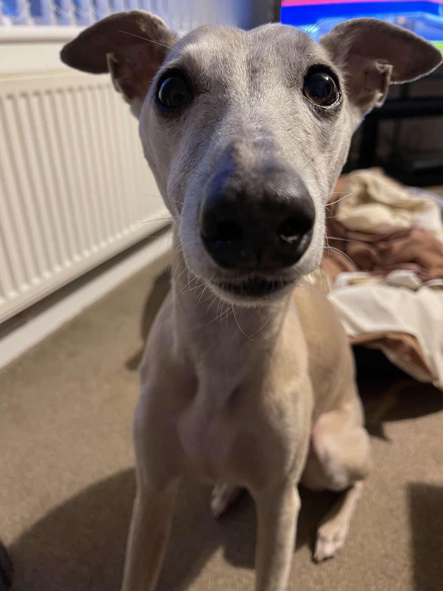 This is my “feed me” look. #whippets #dogs #dogsoftwitter