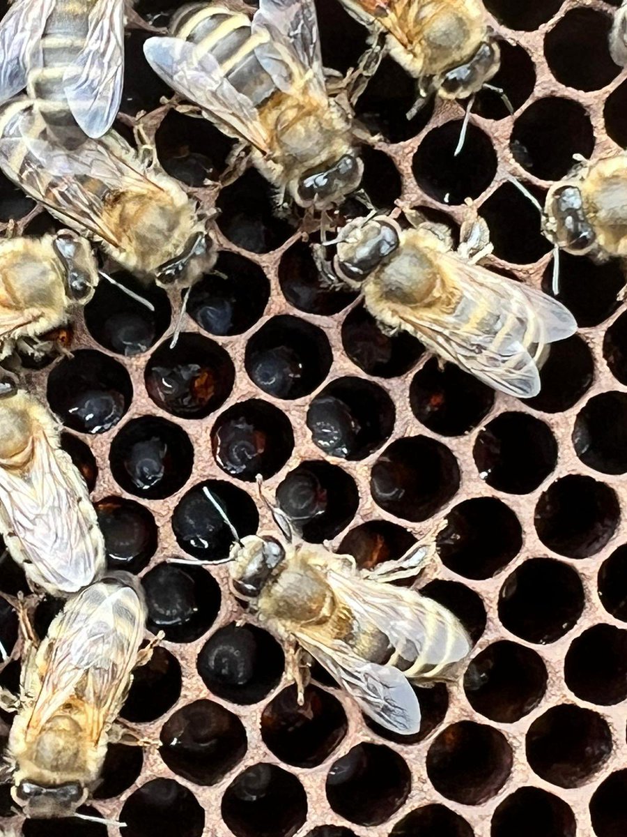 Paynes Bee Farm Ltd tweet media