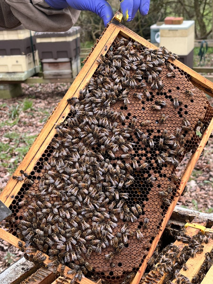 Paynes Bee Farm Ltd tweet media