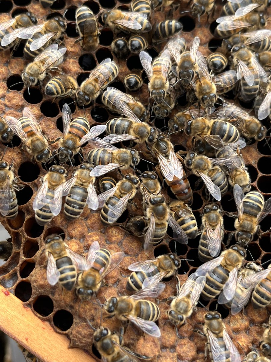 Paynes Bee Farm Ltd tweet media