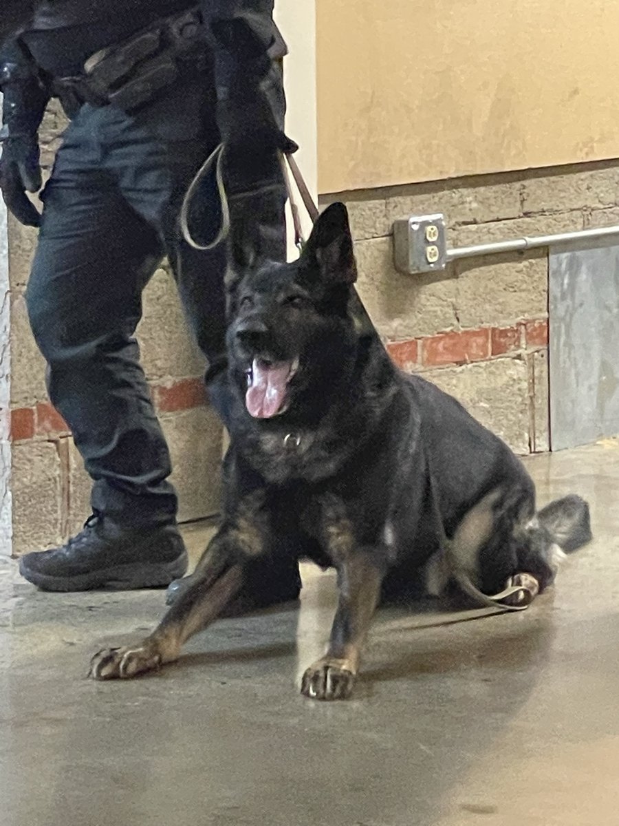 setterlin's tweet photo. Last night our office had the exciting opportunity to host several @ColumbusPolice K-9 units. Dogs were brought in to search for an "intruder" and all of them succeeded. We're happy to help provide a real world location for our officers to practice and hone their skills! https://t.co/yVbNqLHPlZ
