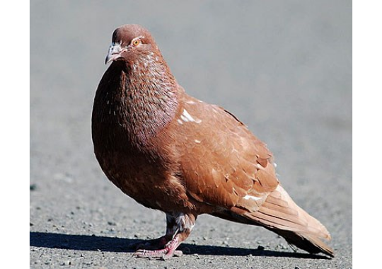 GoodPigeonBot's tweet image. fresh pigeon 8/10