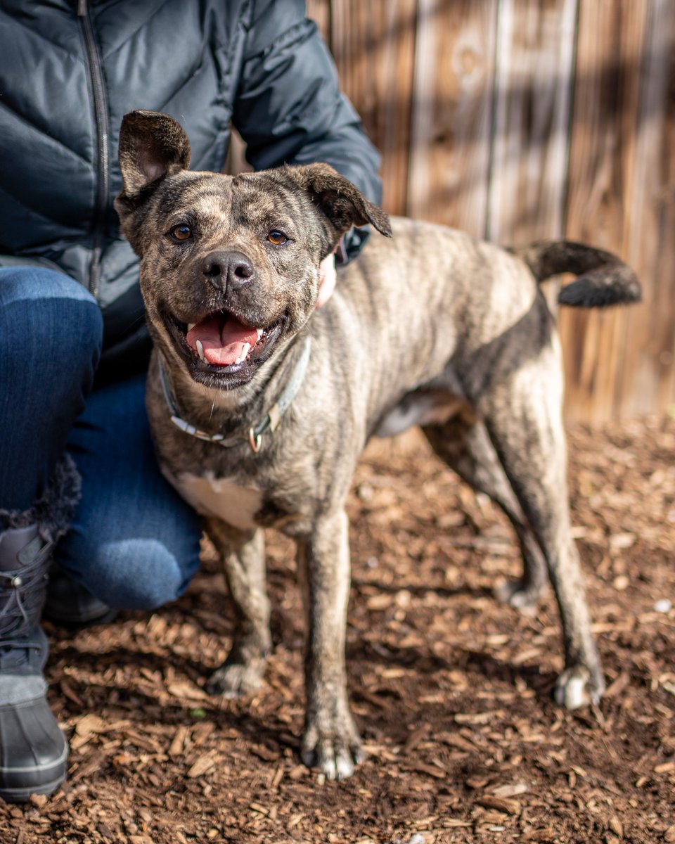 Come meet some of our adoptable pups this Friday from 5:30 - 7:30 pm at the <a href="/EmbassyDCMetro/">Embassy Suites DC</a> for the <a href="/CherryBlossFest/">National Cherry Blossom Festival 🌸</a>'s Paws and Petals Yappy Hour presented by <a href="/MarsPetcareUS/">Mars Petcare US</a>.