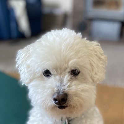 EasyWebThings's tweet image. #NewProfilePic