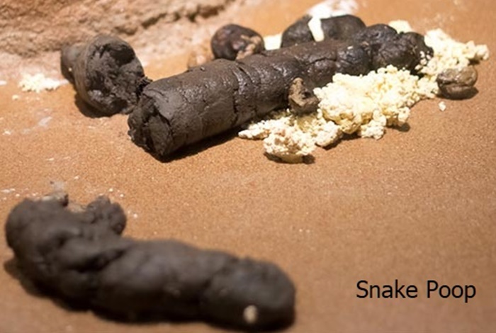 Pestsguide_com's tweet photo. Lizard Poop vs. Snake Poop
https://t.co/nCcTsXLirr
#lizard #lizardlife #lizardofinstagram #snake #poop #pestsguidecom #pestcontrol #homeinspection #reptile https://t.co/bywr4GIUz4
