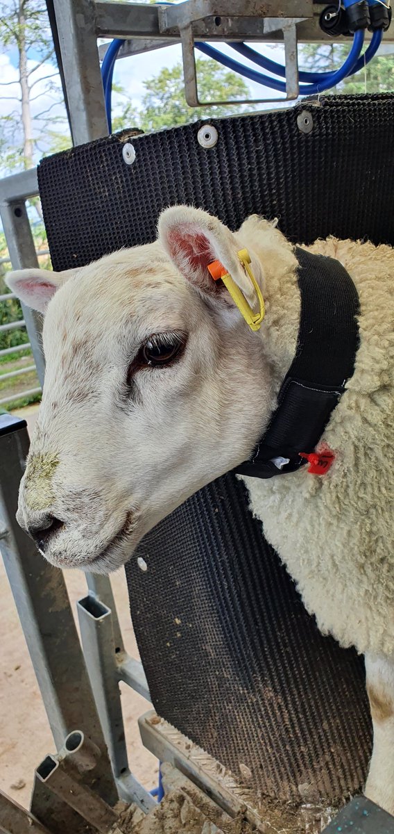 Are you interested in Precision Livestock Farming? Love data? Interested in working with sheep? Want to work in a great team? Join us!  We have a 12 month post-doc position available,  closing date 17th April! Apply: moredun.org.uk/careers/postdo…