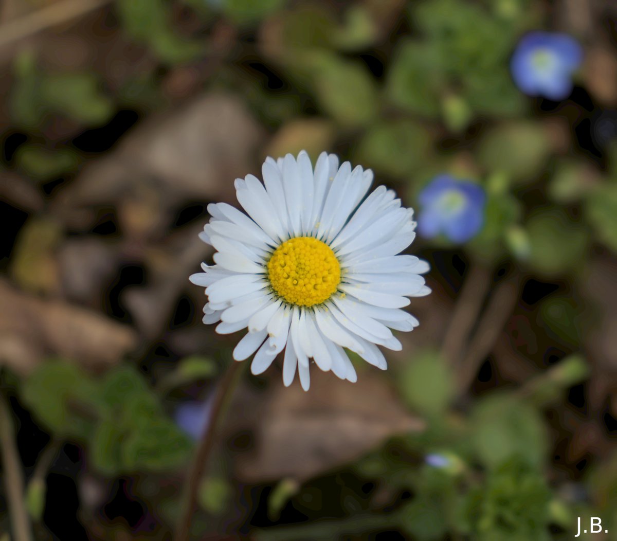 Daisy at her best blossom #picoftheday #photography #pics #daisy #blossom #spring #macro #fiverr #fivergig