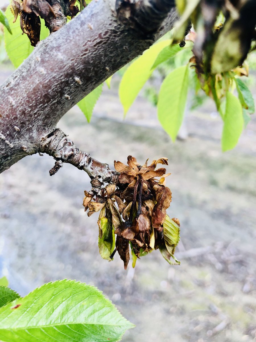 Bacterial blast caused by Pseudomonas syringae affecting blossoms of highly susceptible cherry trees in Tulare County, California