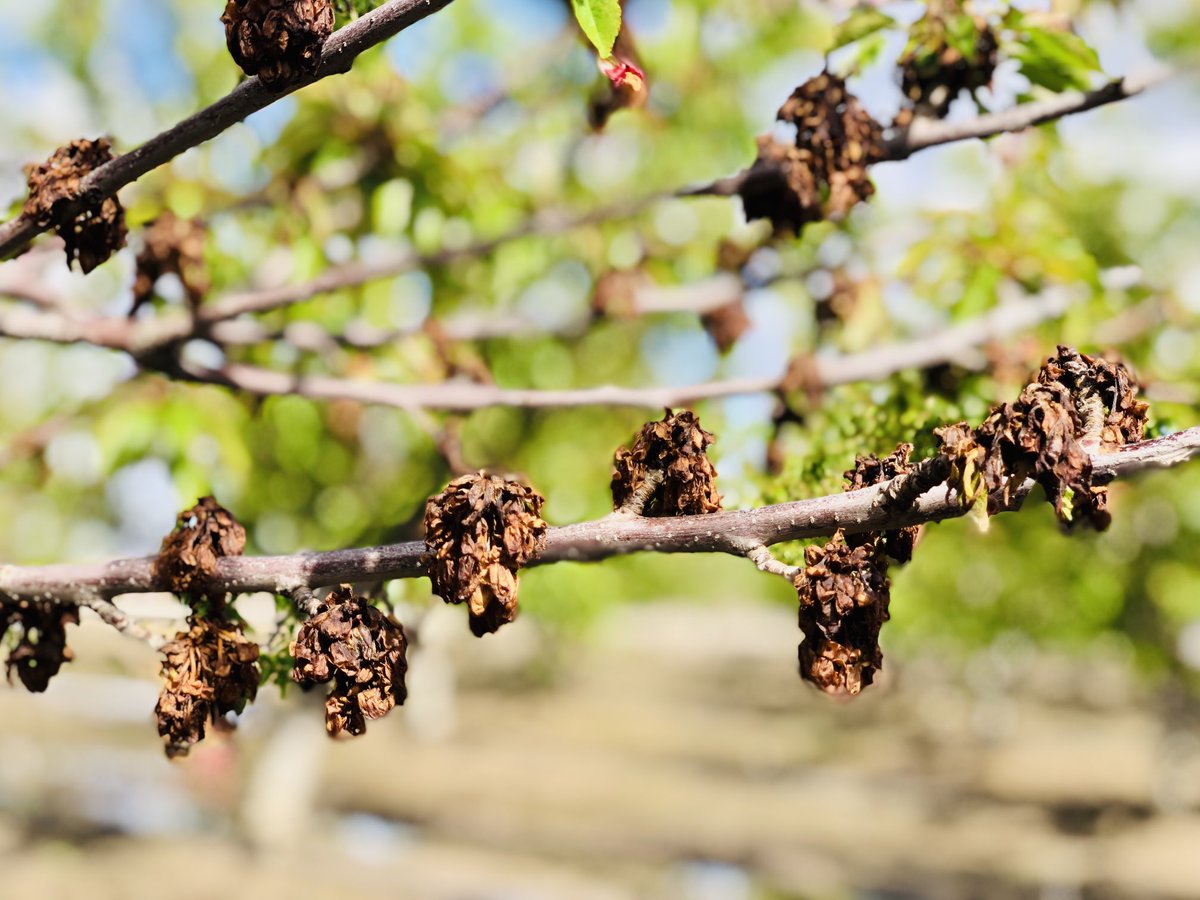 Florent Trouillas tweet media