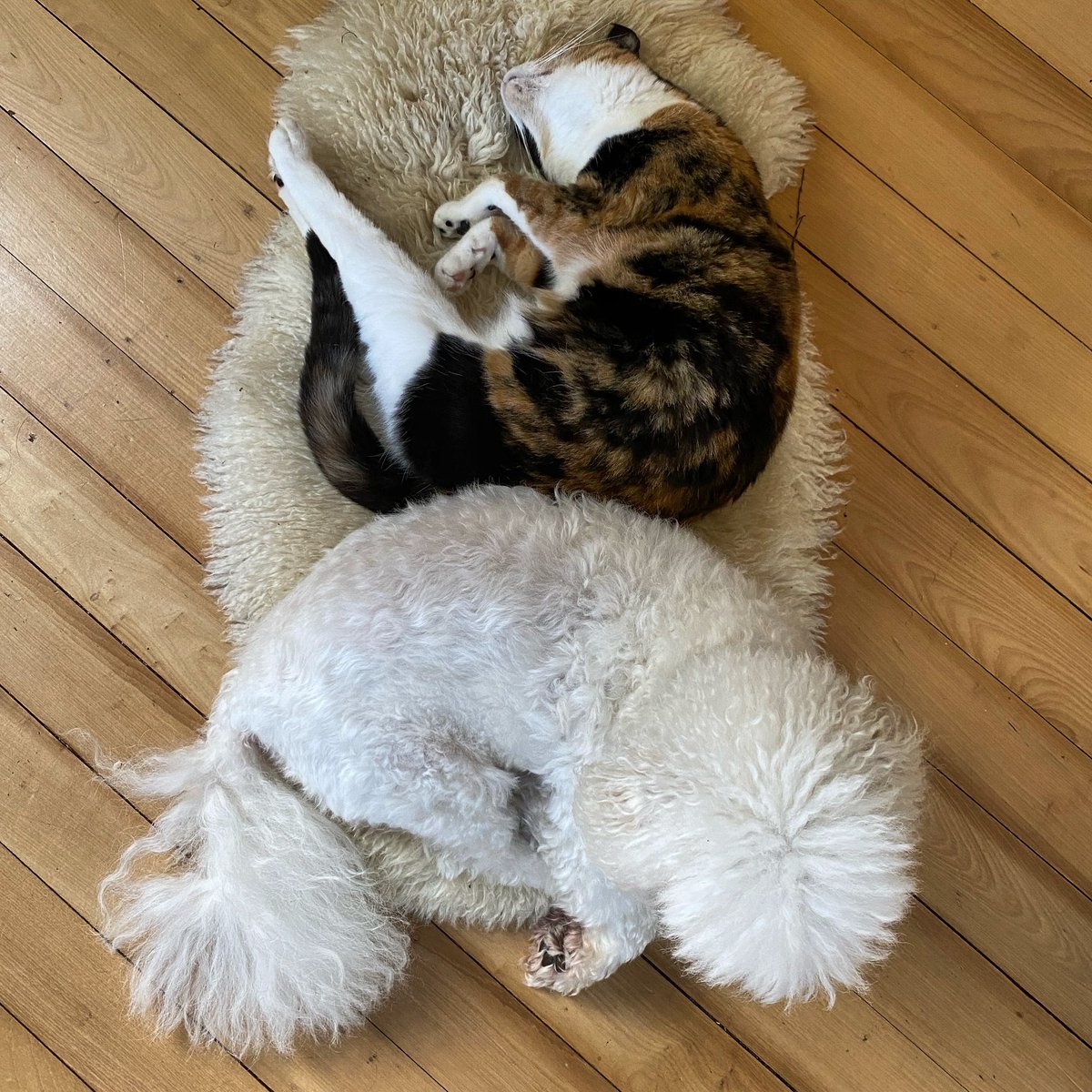 EasyWebThings's tweet image. Hi I’m Buffy. 

Since Mosaic the office cat ended up with a twitter block list longer than her follower list, she’s handing over the twitter account for me to have a go. 

Mosaic is still running the Instagram and Facebook socials. 

My strategy in life, is barking. 

Woof woof.