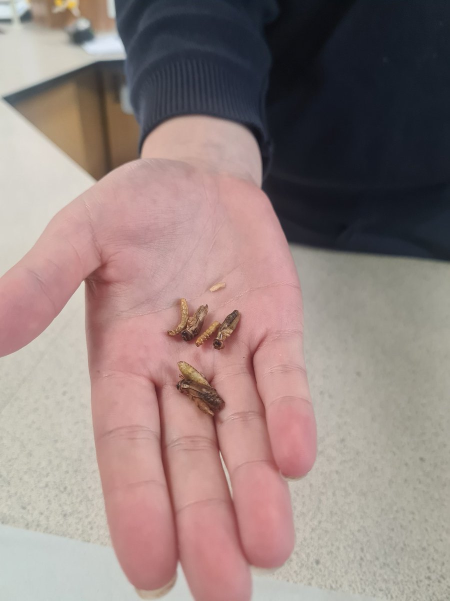 WaitesDr's tweet photo. Today's lesson on food security involved a taste test #insectfood #futurefood not sure we have many converts from year11! @sydenhamhigh #fearnothing #gdst https://t.co/HnxJAMwJDV