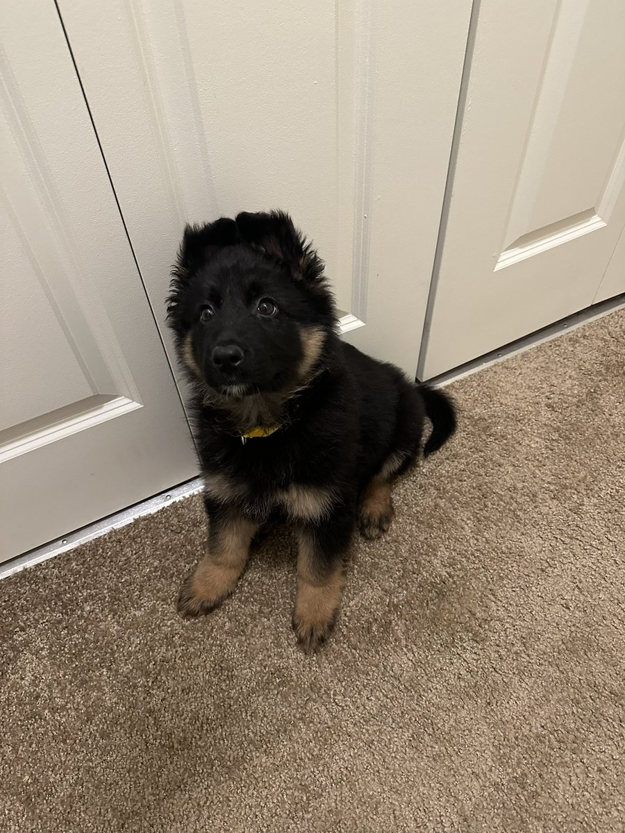 darkerash9's tweet photo. Hey twitter, meet Lazuli 🎀 https://t.co/BWGLdFC9mF