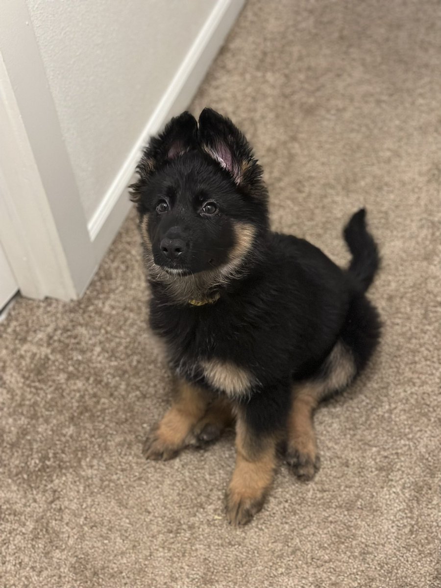 darkerash9's tweet photo. Hey twitter, meet Lazuli 🎀 https://t.co/BWGLdFC9mF