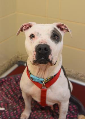 SPCAAlbrecht's tweet photo. Jaelyn's a 6-year-old Pitbull Terrier mix looking for a loving home. She's house-trained &amp; knows basic commands. She gets along with children &amp; other dogs but no small animals or cats. She walks well on a leash &amp; her fee is waived. She's available for adoption or foster! https://t.co/V2y8cD1Sp4