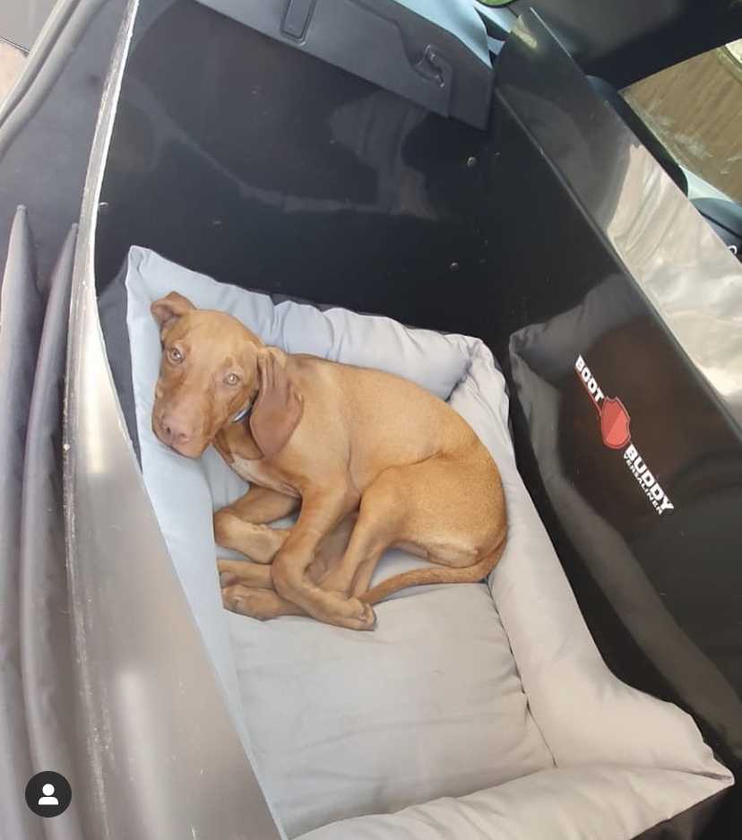 'I'm not getting out of the boot mom' 
And we can't blame him 😍

#YorkshireHour #ShropshireHour #CambsHour #OxHour #MidlandsHour #SalisburyHour #suahour #WarwickHour #westmidlandshour #CardiffHour #StaffordshireHour #dogs #dogsoftwitter #dogoftheday