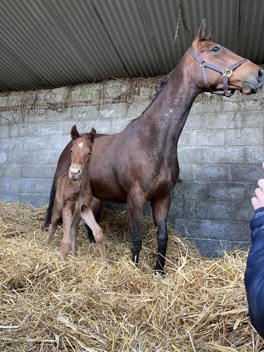 Delighted with our Kessaar colt, the latest addition @leah__burgess 🐎