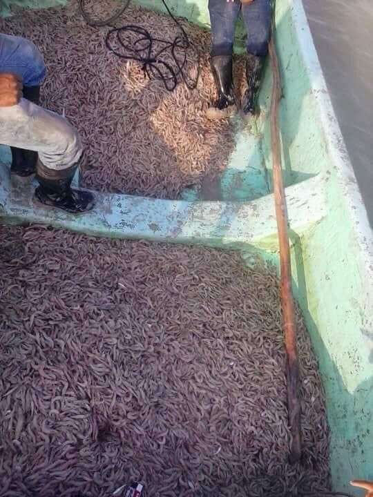 ContactoNoreste's tweet photo. 🔹 Bajo esta el precio del camarón vuelve a caer a días del inicio de la semana santa, lo que representa un duro golpe para la economía de los habitantes de la laguna madre.

Afectada economía en el vaso lacustre. - Contacto

https://t.co/4gADR7HIsS https://t.co/qnY2My7aem