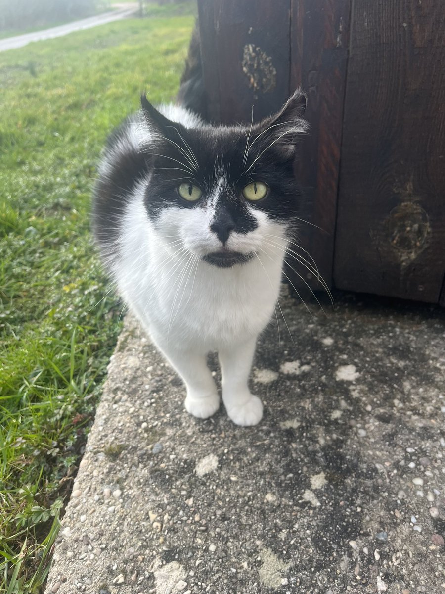 anax_gt's tweet photo. Suite au décès de nos grands parents de manière successive, nous cherchons une famille pour mimi, un chat d’environs 6 ans qui déborde d’amour et qui a énormément à donner, secteur Vosges  et un accès à l’extérieur est obligatoire. Merci de partager… https://t.co/zfdKWIv7VE
