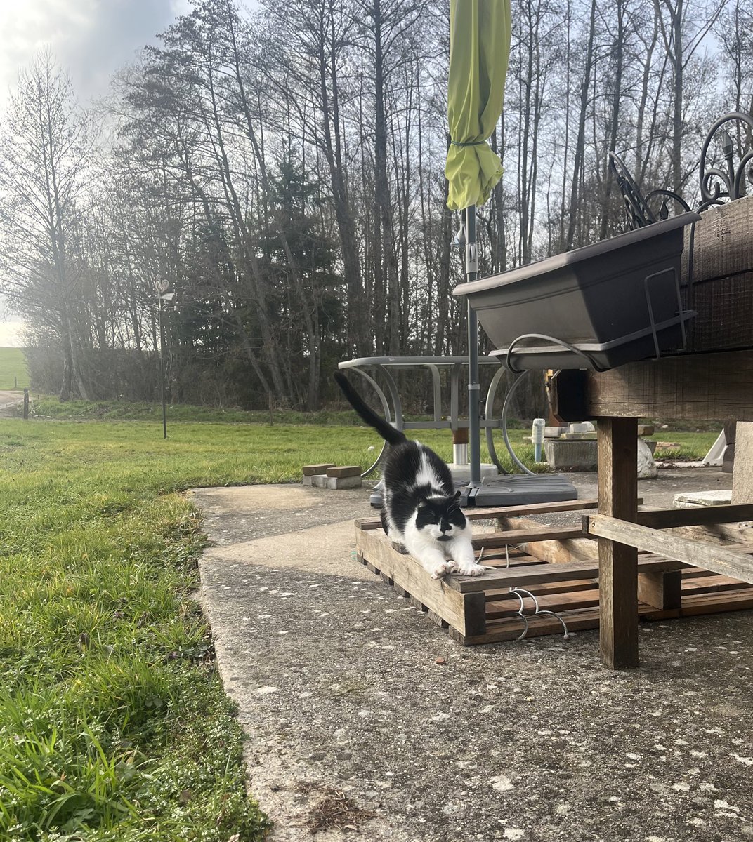anax_gt's tweet photo. Suite au décès de nos grands parents de manière successive, nous cherchons une famille pour mimi, un chat d’environs 6 ans qui déborde d’amour et qui a énormément à donner, secteur Vosges  et un accès à l’extérieur est obligatoire. Merci de partager… https://t.co/zfdKWIv7VE
