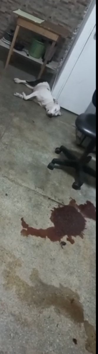 capriqornio's tweet photo. Hola amigos, cómo están? esta vez vengo de verdad con una mano en el corazón a pedirles su ayuda... mi mamá encontró hace 2 días a esta perrita en la calle y tenía su vulva inflamada y sangrando muchísimo, la llevó al vet para que la revisaran, pensando que estaba en calor https://t.co/coGnaNAjPR
